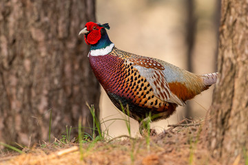 Faisan de Colchide (Phasianus colchicus - Common Pheasant)