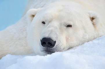polar bear
