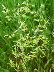 Elymus repens (wheatgrass, wheat grass, couch grass) texture. A lot of green grass stalks with long leaves. Herbaceous background, beautiful herbal texture. Close-up, selective focus.