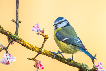  Mésange bleue,Cyanistes caeruleus, Eurasian Blue Tit,