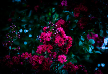 Fototapeta premium abstract background of flowers