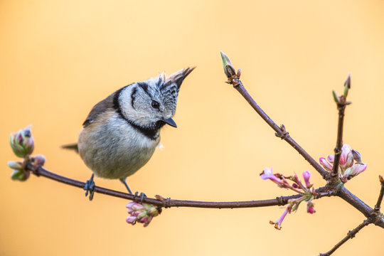M&eacute;sange hupp&eacute;e (Lophophanes cristatus - European Crested Tit)