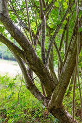 Fototapeta premium France. Arriège. Troncs de noisetiers. Hazelnut trunks.