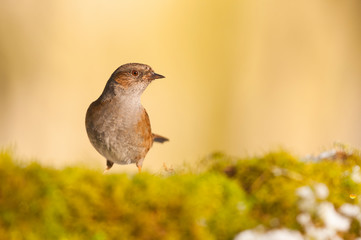 Accenteur mouchet (Prunella modularis - Dunnock)