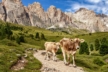 Fototapeta na wymiar Free ranging cattle on Col Raiser Alp, Val Gardena in the Dolomite Alps in South Tyrol, Italy