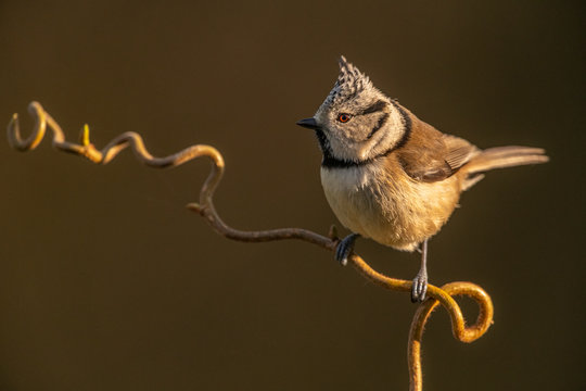M&eacute;sange hupp&eacute;e (Lophophanes cristatus - European Crested Tit)