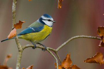  Mésange bleue,Cyanistes caeruleus, Eurasian Blue Tit,