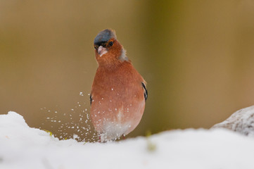 Pinson des arbres (Fringilla coelebs - Common Chaffinch)