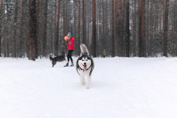 beautiful alaskan malamute dog in the winter park, in the background, in the blur a woman is playing with another dog