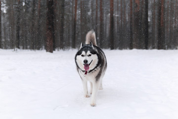 beautiful alaskan malamute dog in the winter forest
