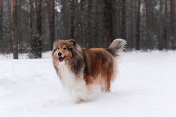 rough collie dog in the winter forest