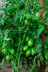 Young green tomatoes grow on a bush on a garden