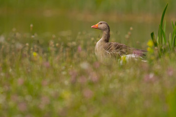 Parc de la Bouvaque à Abbeville