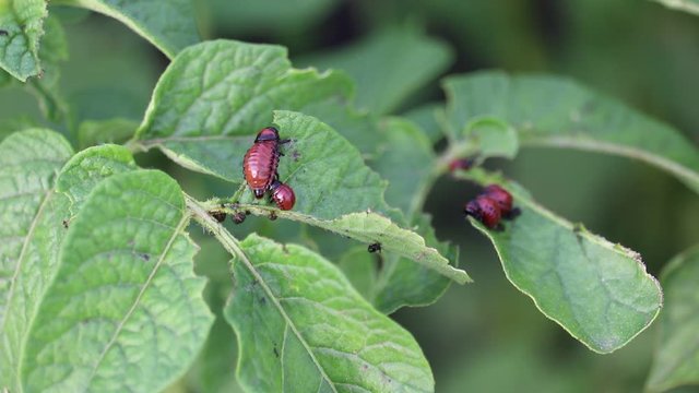 Larva Colorado beetles eat the potato leaves. Leptinotarsa decemlineata.