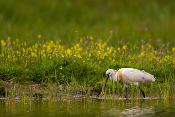 Parc de la Bouvaque à Abbeville