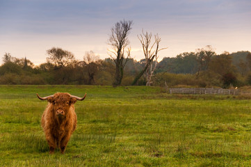 Vache écossaise de race Highland Cattle en baie de Somme