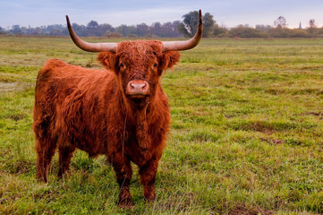 Vache écossaise de race Highland Cattle en baie de Somme