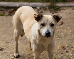 White bitch, carefully studying potential breadwinners. The hungry life of a stray dog. Contact of the animal world with the human world.
