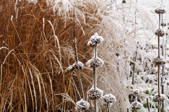 jerusalem sage and silver grass in winter garden