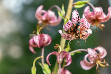 Fototapeta na wymiar Burnet (Zygaena sp.) on Turk's cap lily (Lilium martagon), Val Gardena in the Dolomite Alps, South Tyrol, Italy