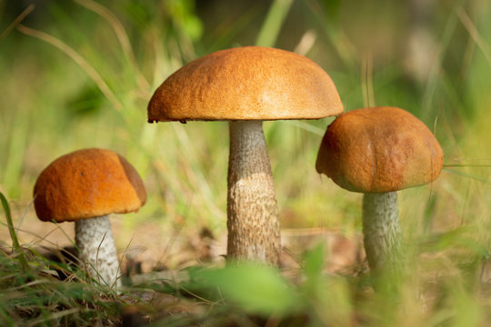 edible mushrooms in a forest