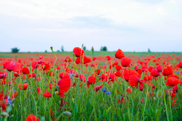 Wild poppy and cornflowers in dew on a field in a cloudy morning in Ukraine. Copy space. 