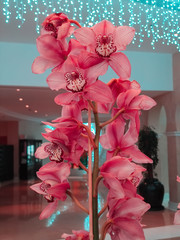 Pink Orchids Cymbidium with garland lights on the background for Valentine's day  or Mother day or...