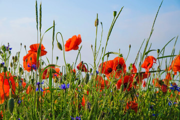 Obraz premium Wildflowers of poppy and cornflowers in dew on sky background. Sunny morning in Ukraine.