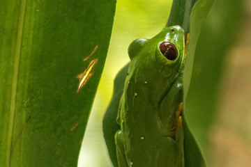 green tree frog on leaf