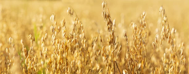 Tuinposter Ripe ears of oats in a field © Nitr