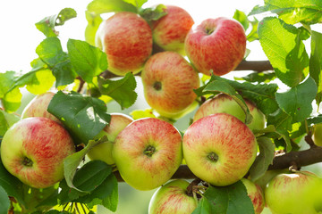 branch of ripe apples on a tree