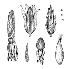 Corn on the cob hand drawn vector illustration. Corn sketch illustration. Engraving style, vintage design.