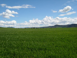 field