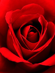 Rote Rose Close-up