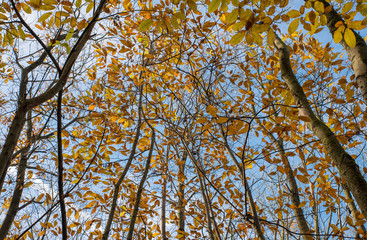 Tree canopy in the Autumn with leaves changing colour