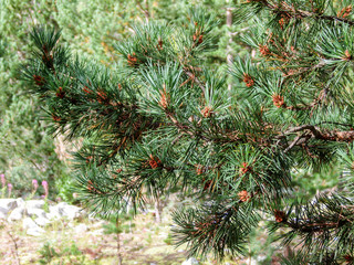 Mountain pine branch with cone fruits.