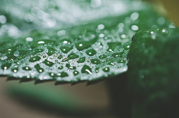 macro