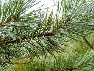 Raindrops on a pine branch.