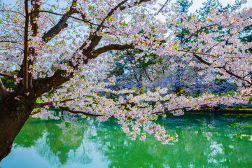 Obraz na płótnie Canvas 弘前公園の外濠の桜
