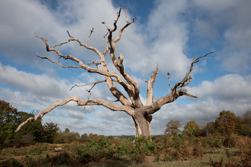 The large  dead tree stands among grass and bracken in the countryside