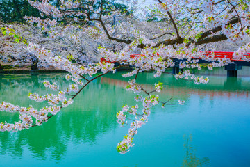 Fototapeta na wymiar 弘前公園の桜と春陽橋