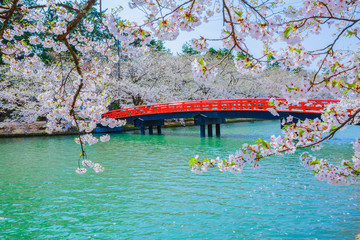 弘前公園の桜と春陽橋