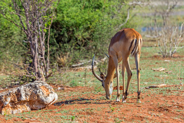 Impala