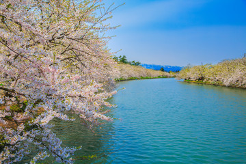 弘前公園の桜並木