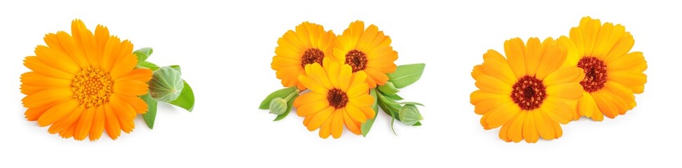 Calendula. Marigold flower with leaves isolated on white background. Set or collection