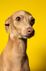 Portrait of italian grayhound dog in studio