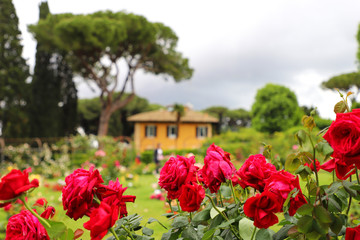 Fototapeta na wymiar Red roses in the yard, the background is blurred.