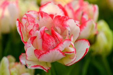 Tulip Cartouche (Tulipa hybrida) produces gorgeous frothy flowers