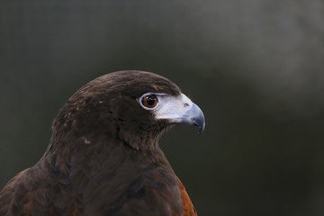 Photo of a Harris's hawk headshot portrait close up