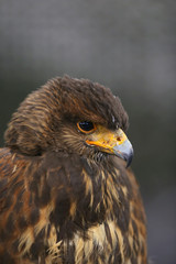 Photo of a Harris's hawk headshot portrait close up